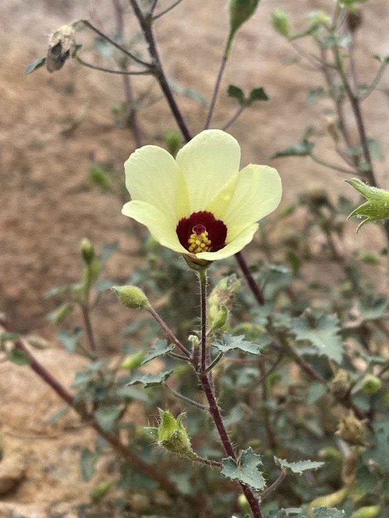 Hibiscus engleri photo 5