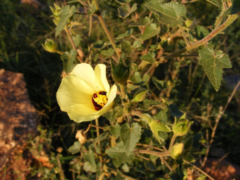 Hibiscus engleri photo 6