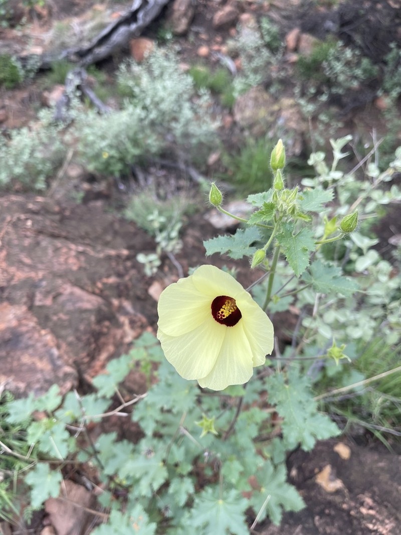Hibiscus engleri photo 7