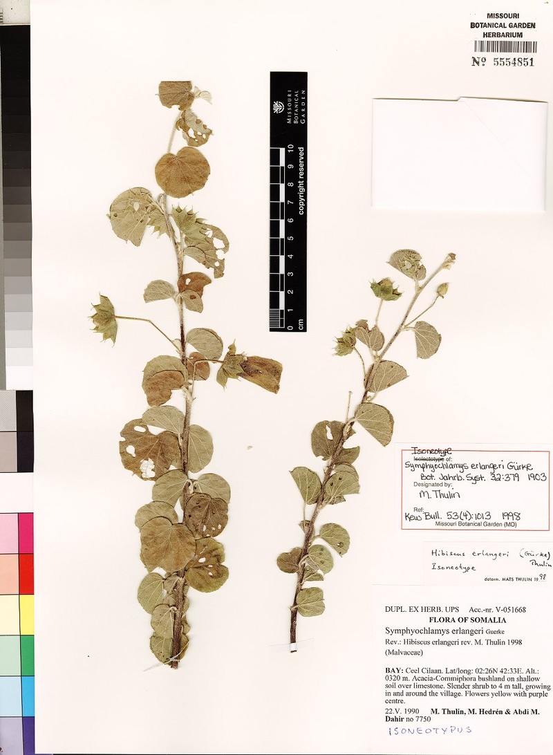 Hibiscus erlangeri