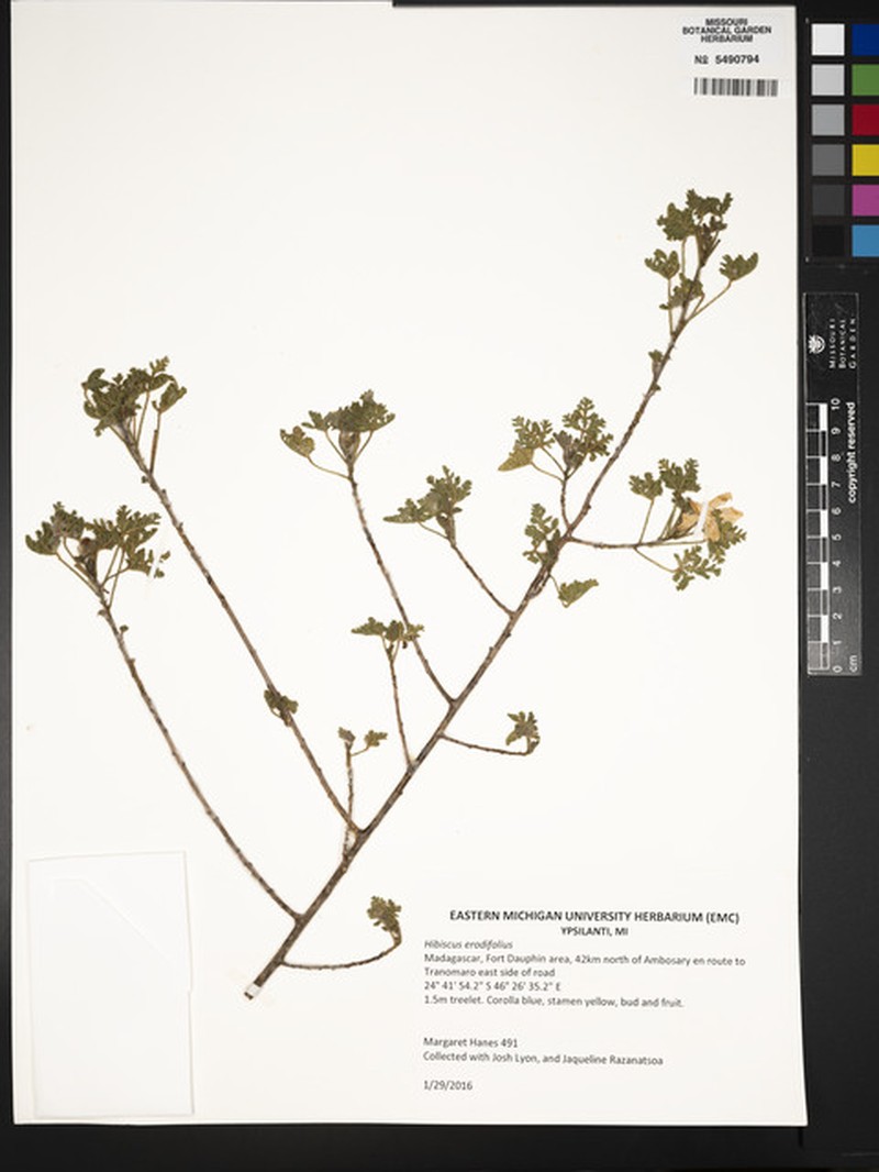 Hibiscus erodiifolius