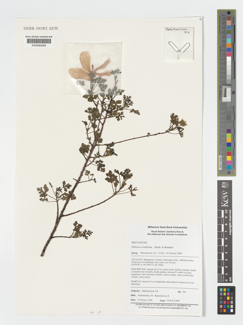 Hibiscus erodiifolius photo 2
