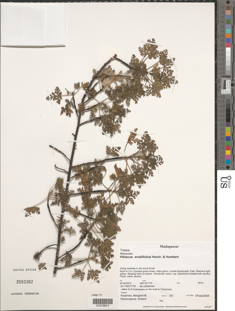 Hibiscus erodiifolius photo 3