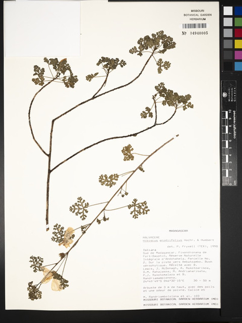 Hibiscus erodiifolius photo 4