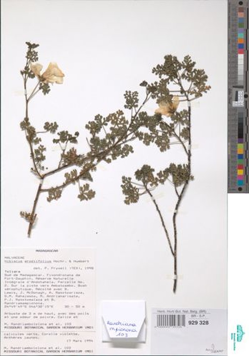 Hibiscus erodiifolius photo 5