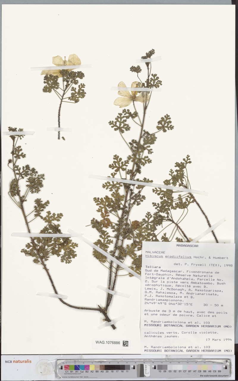 Hibiscus erodiifolius photo 6