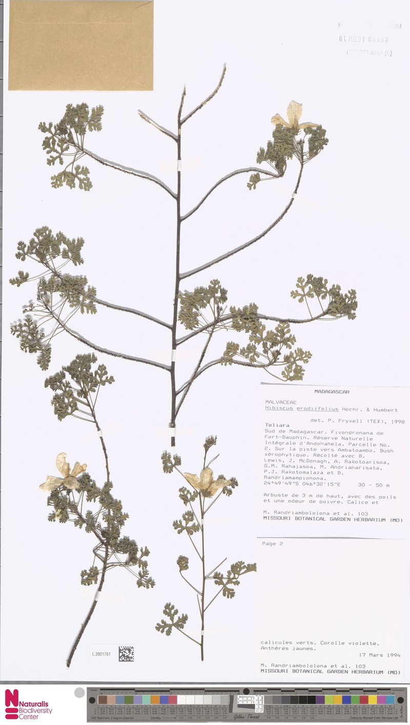 Hibiscus erodiifolius photo 7