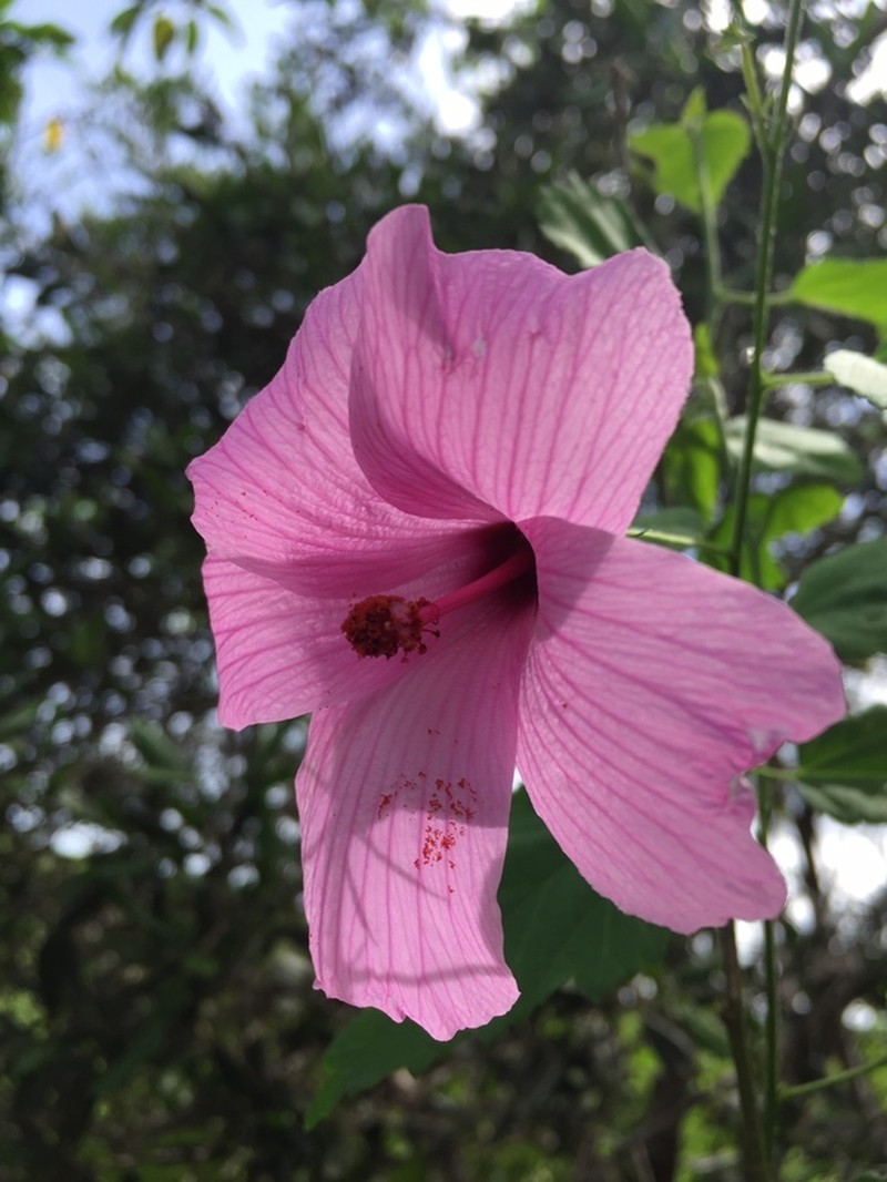 Hibiscus escobariae photo 2