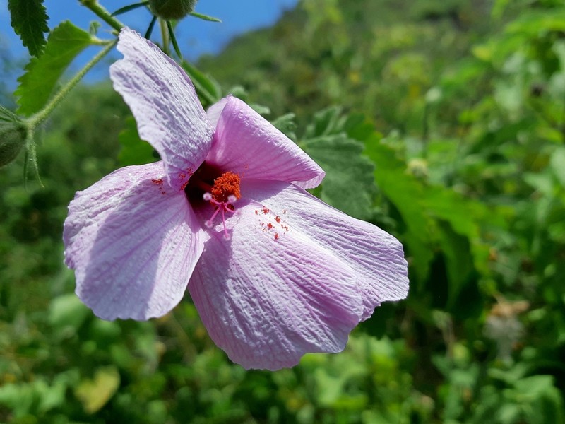 Hibiscus escobariae photo 3