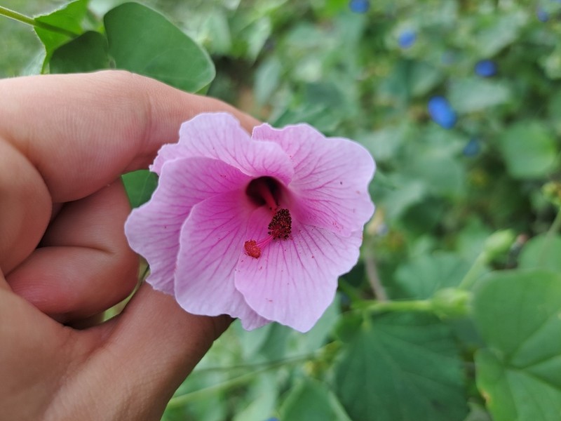 Hibiscus escobariae photo 4