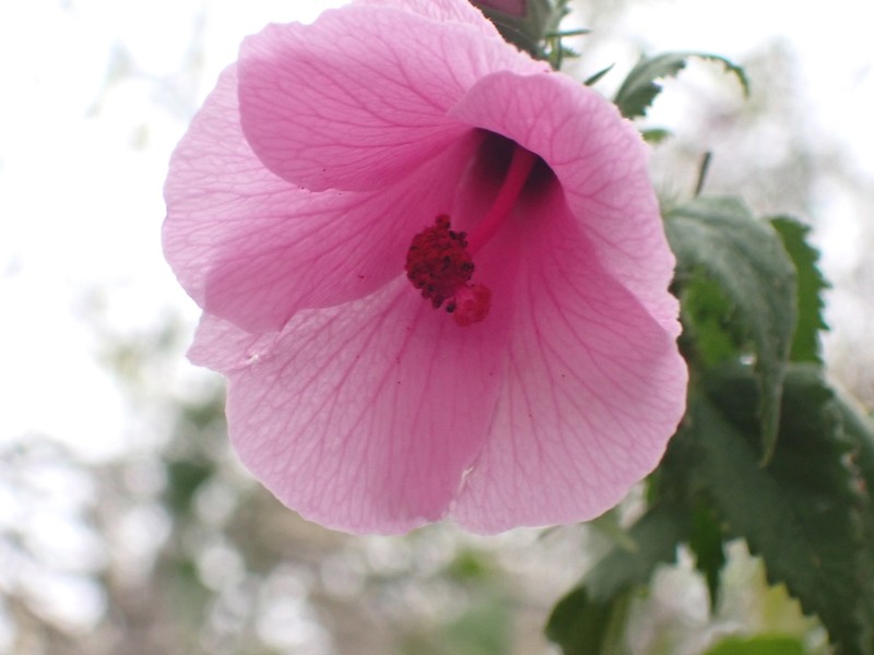 Hibiscus escobariae photo 5