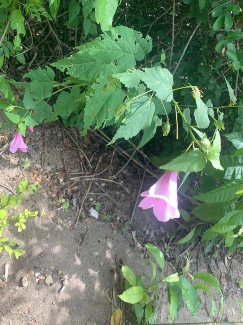 Hibiscus escobariae photo 6