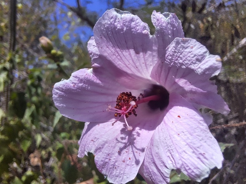 Hibiscus escobariae photo 7