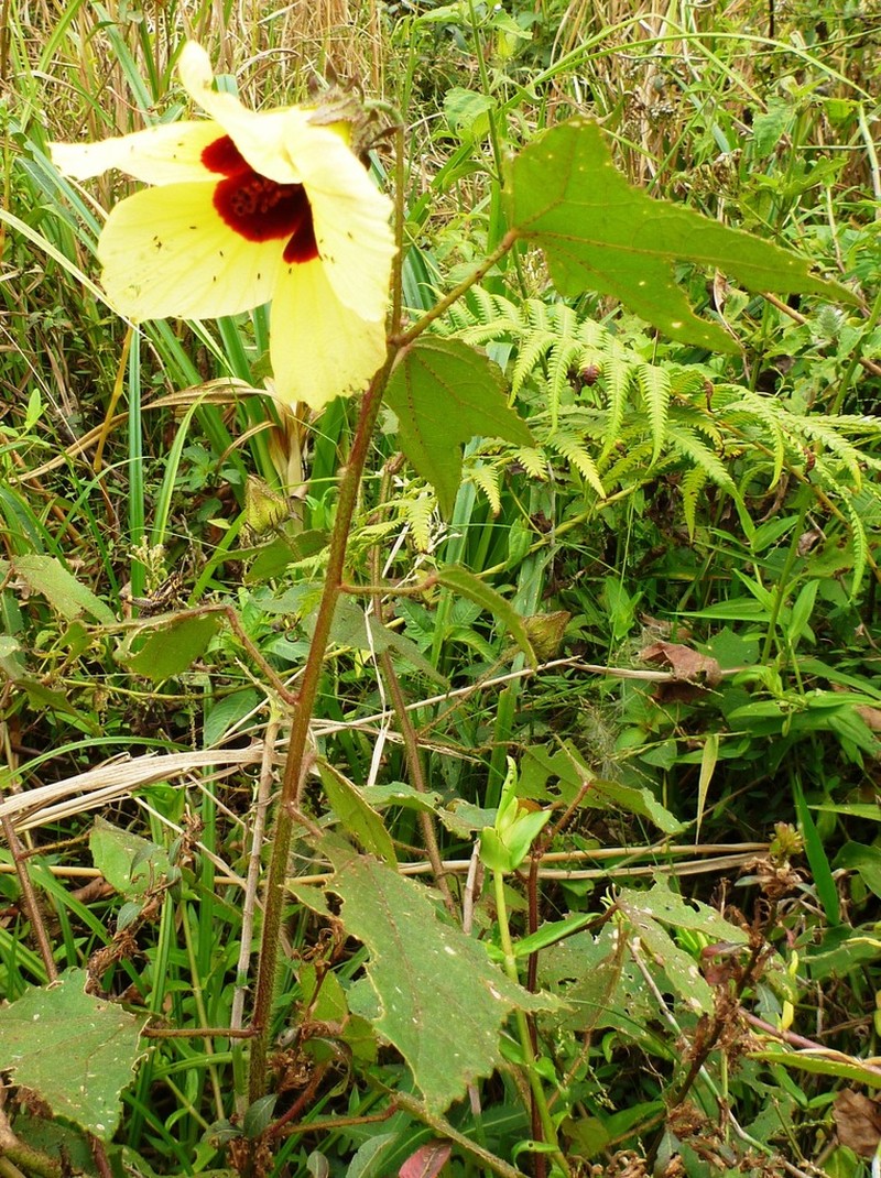 Hibiscus fabiana