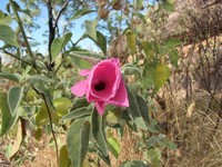 Hibiscus fallax