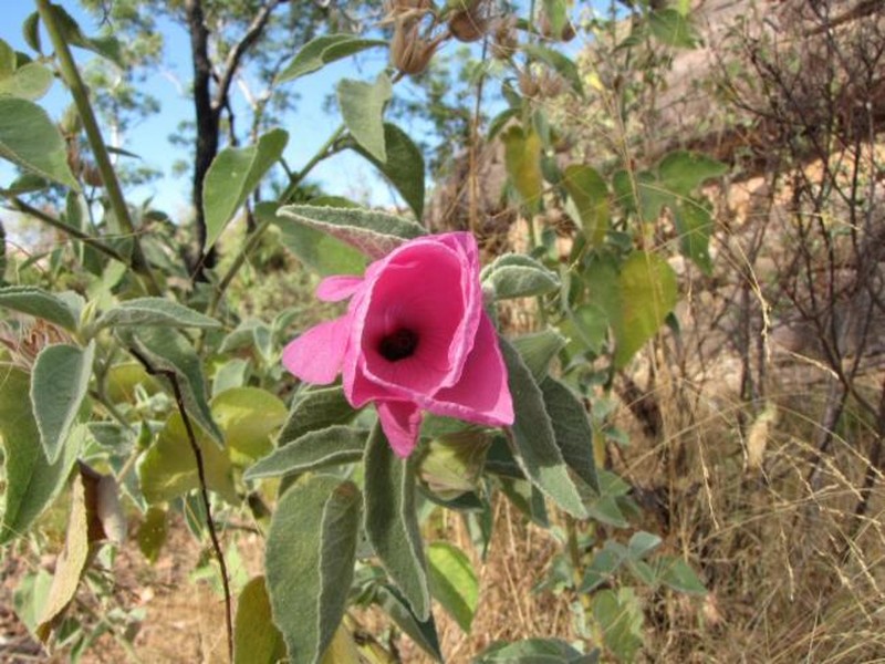 Hibiscus fallax
