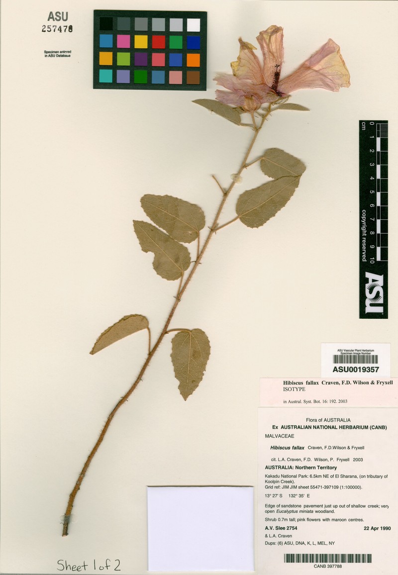 Hibiscus fallax photo 4