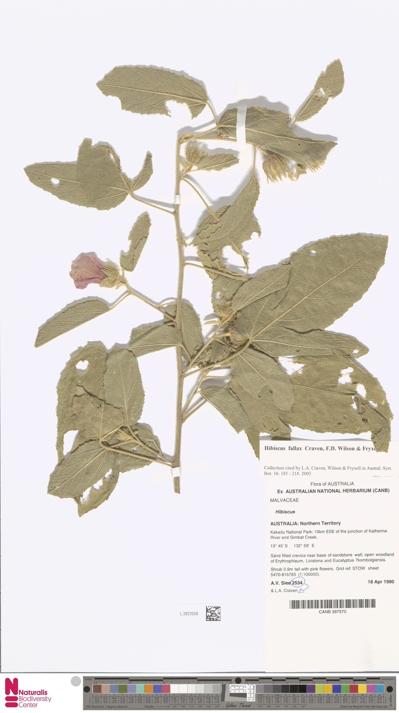 Hibiscus fallax photo 6