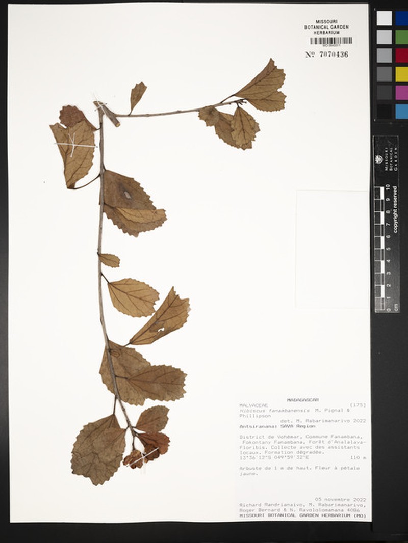 Hibiscus fanambanensis