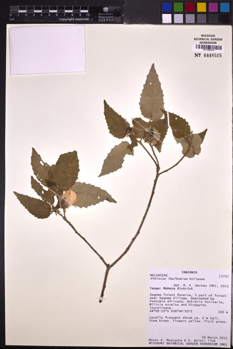Hibiscus faulknerae
