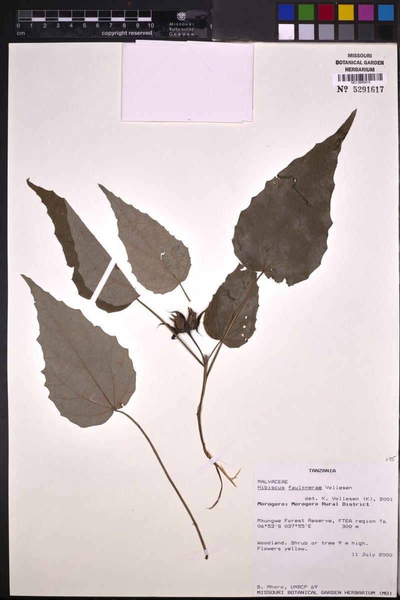 Hibiscus faulknerae photo 2
