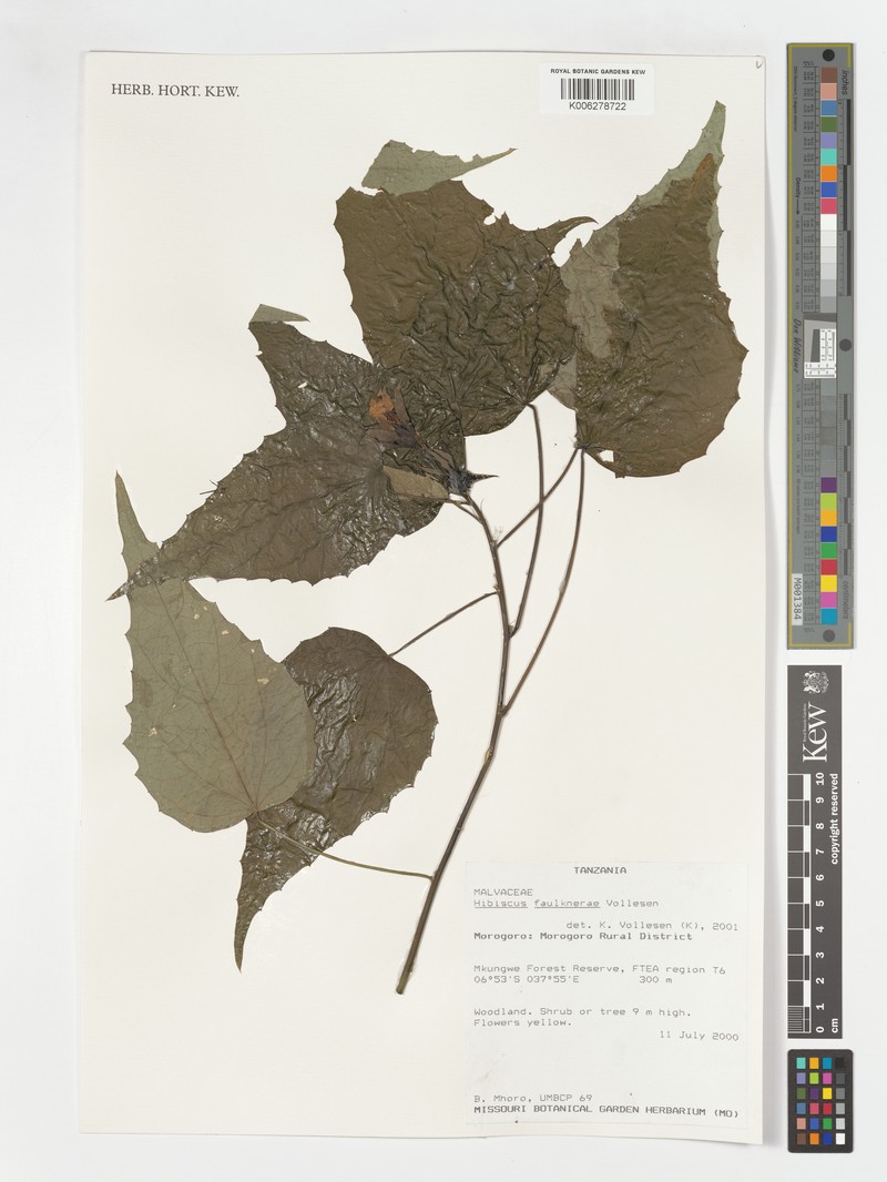 Hibiscus faulknerae photo 3