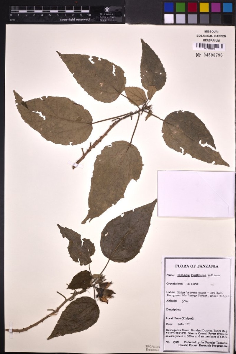 Hibiscus faulknerae photo 6