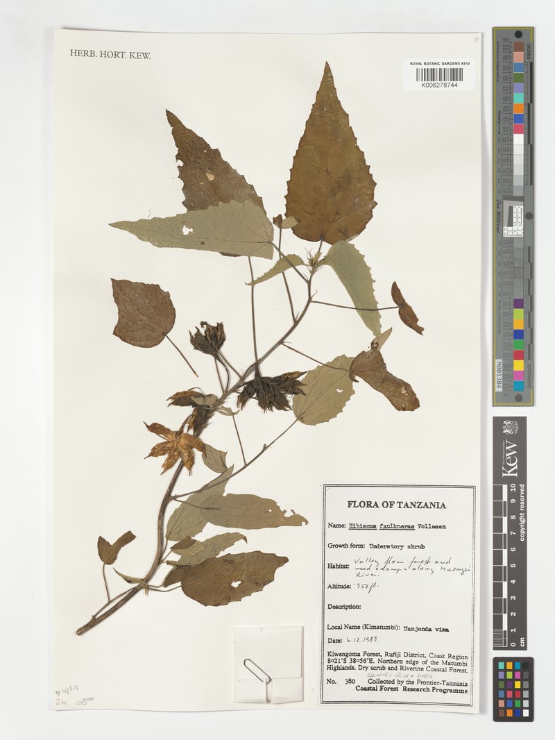 Hibiscus faulknerae photo 8