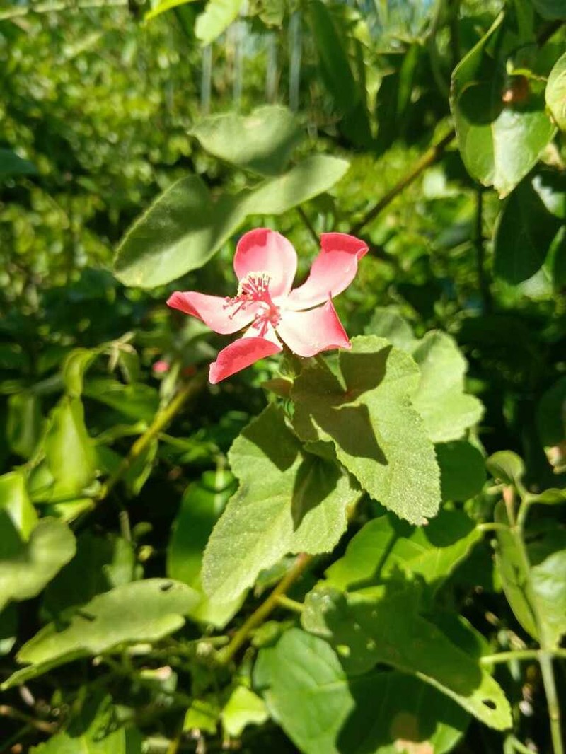 Hibiscus ferrugineus