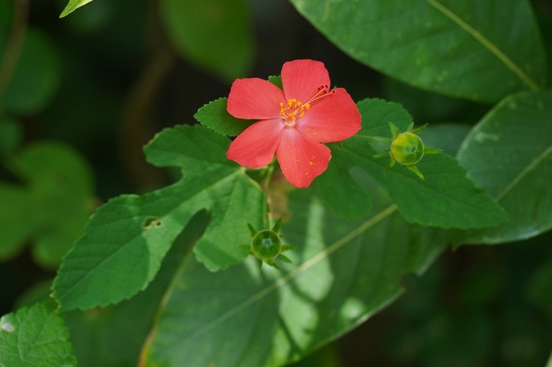 Hibiscus ferrugineus photo 2