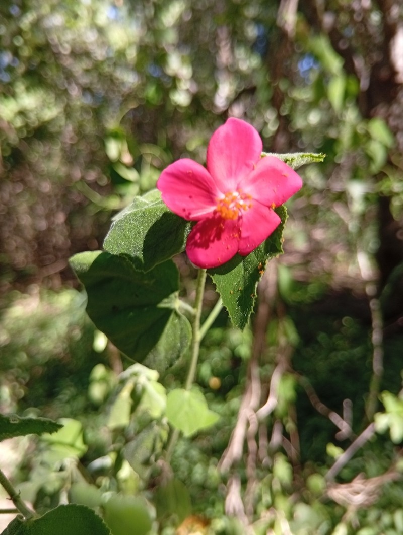 Hibiscus ferrugineus photo 3