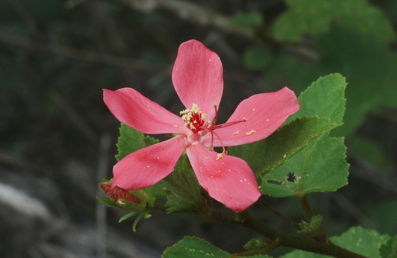 Hibiscus ferrugineus photo 4