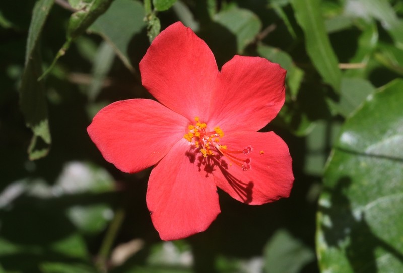 Hibiscus ferrugineus photo 5