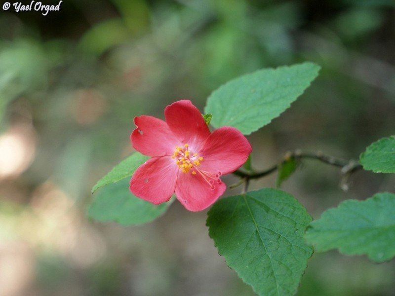 Hibiscus ferrugineus photo 6