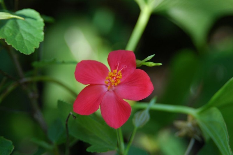 Hibiscus ferrugineus photo 7