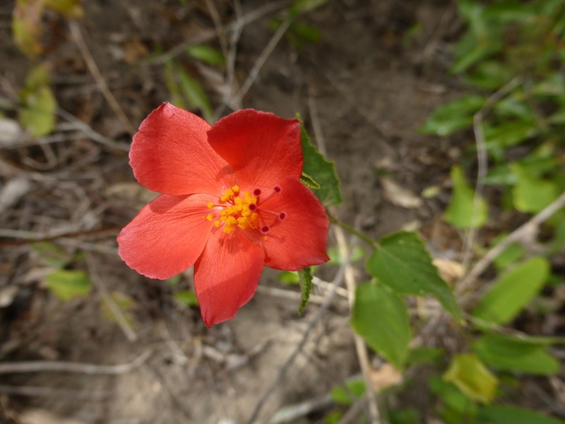 Hibiscus ferrugineus photo 8