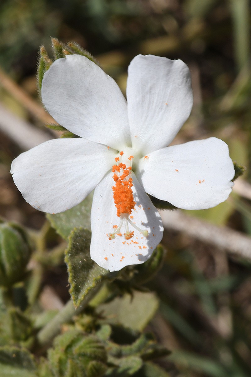 Hibiscus flavifolius