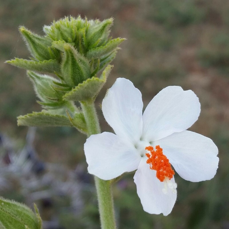 Hibiscus flavifolius photo 2