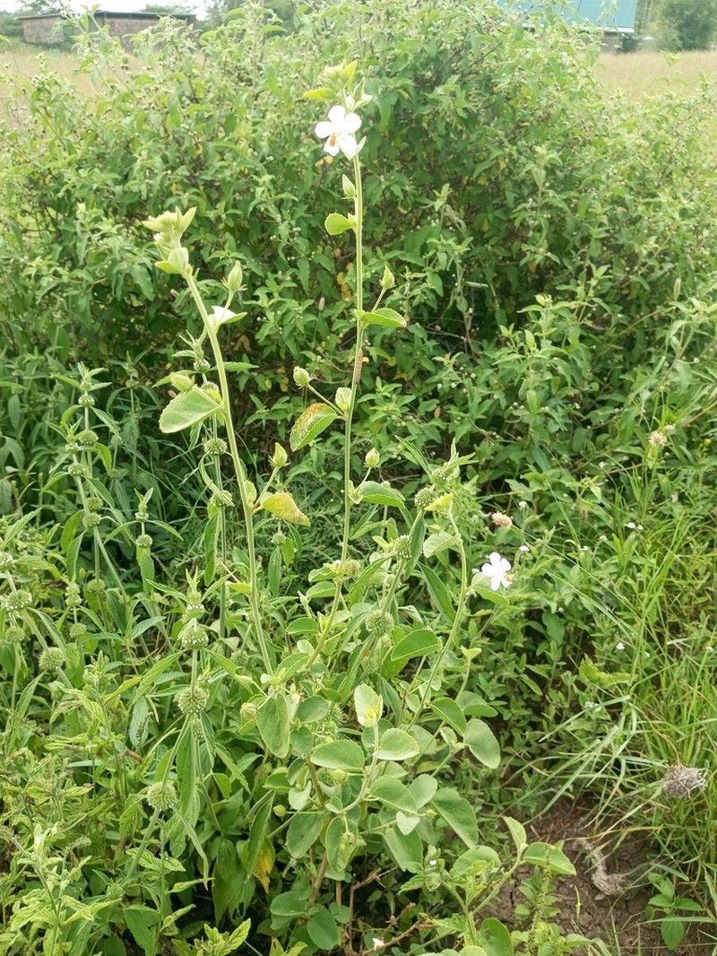Hibiscus flavifolius photo 3
