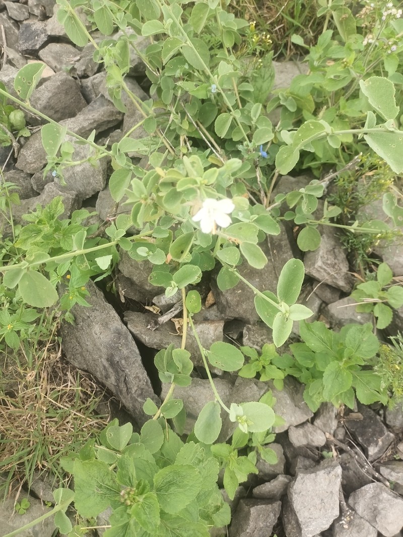 Hibiscus flavifolius photo 4