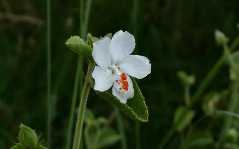Hibiscus flavifolius photo 5