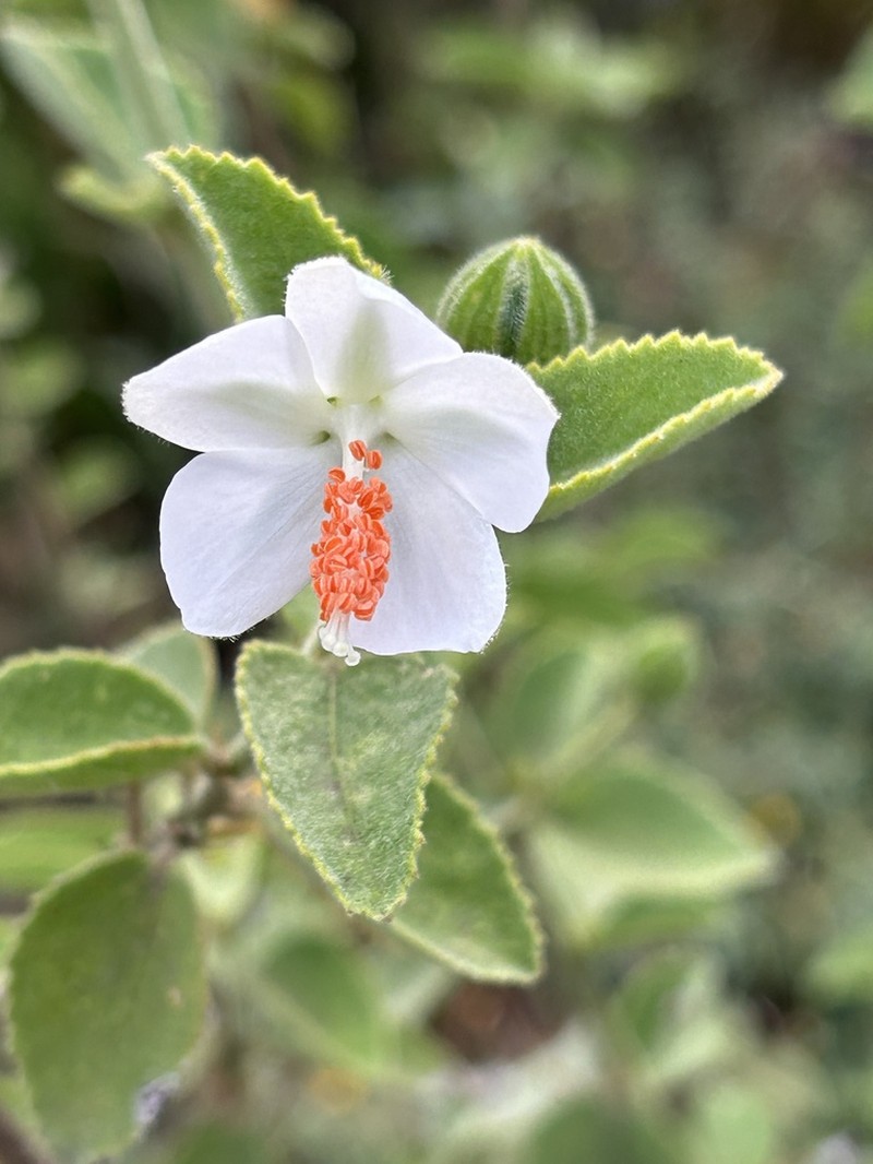 Hibiscus flavifolius photo 6