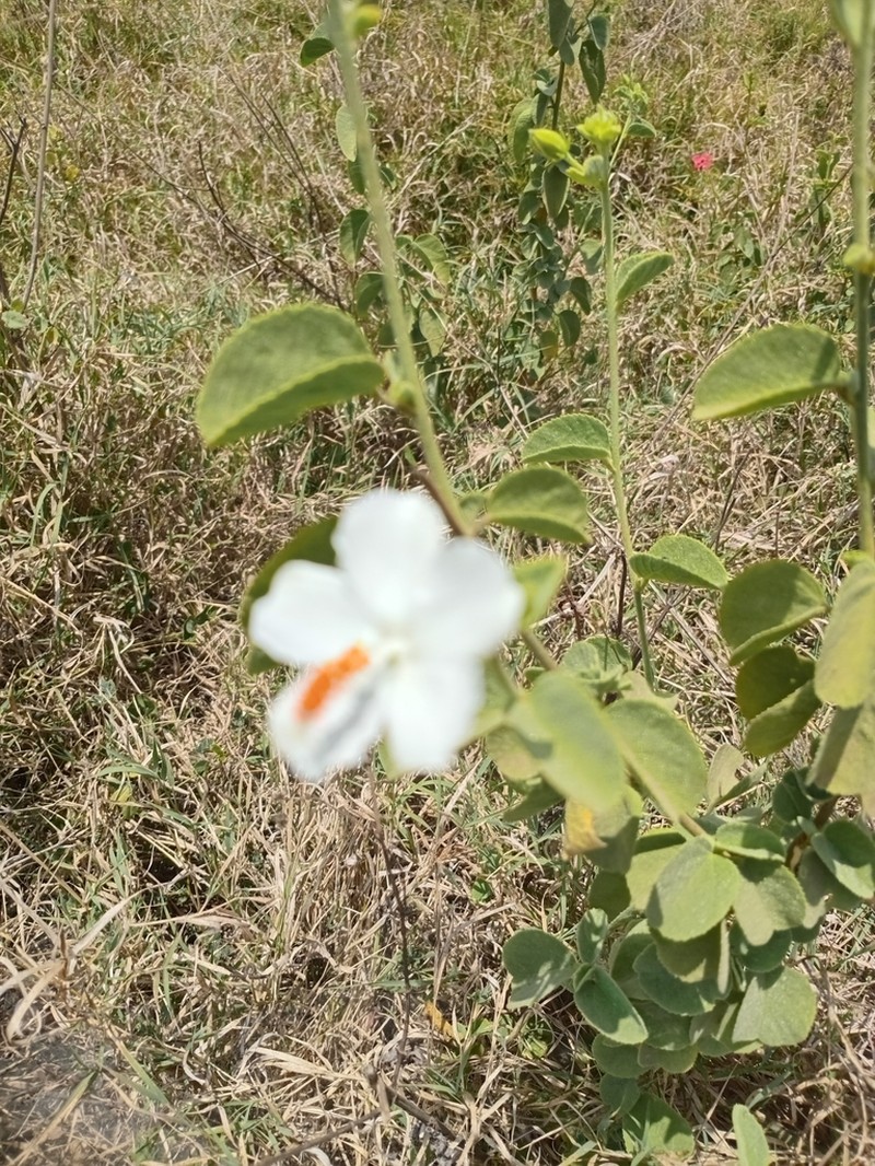 Hibiscus flavifolius photo 7