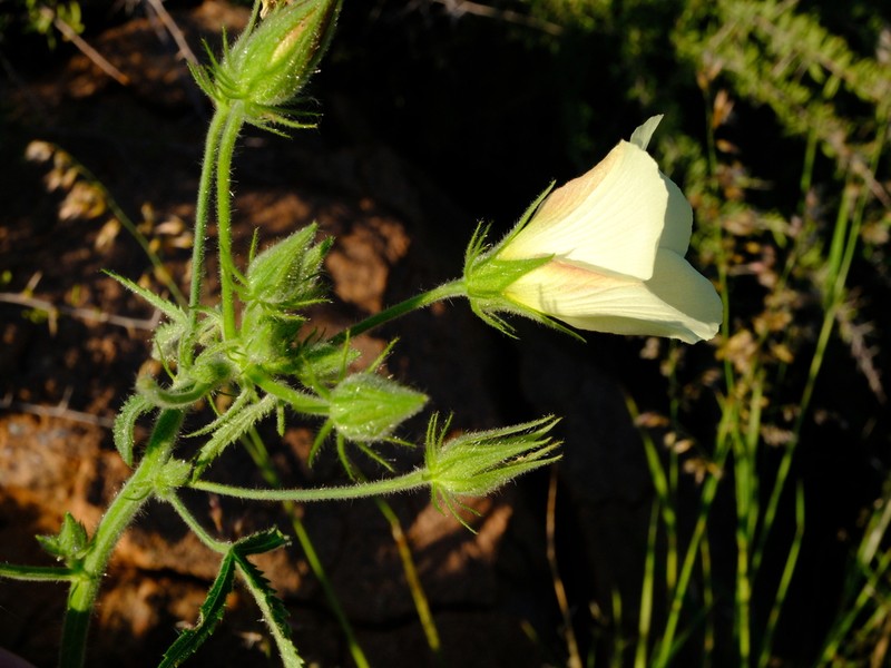 Hibiscus fleckii