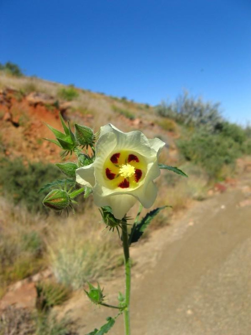 Hibiscus fleckii photo 3