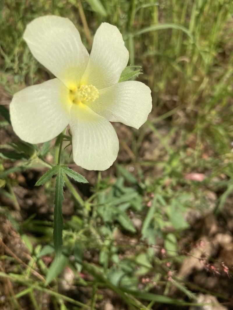 Hibiscus fleckii photo 4