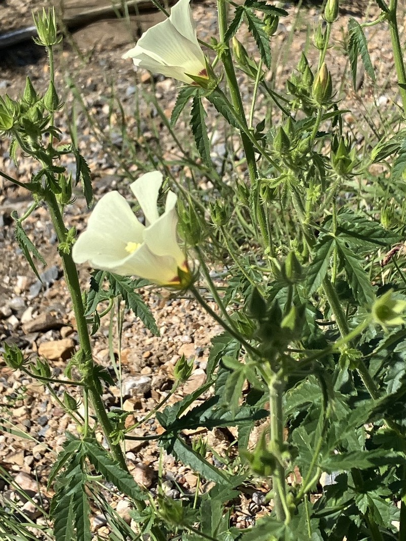 Hibiscus fleckii photo 5