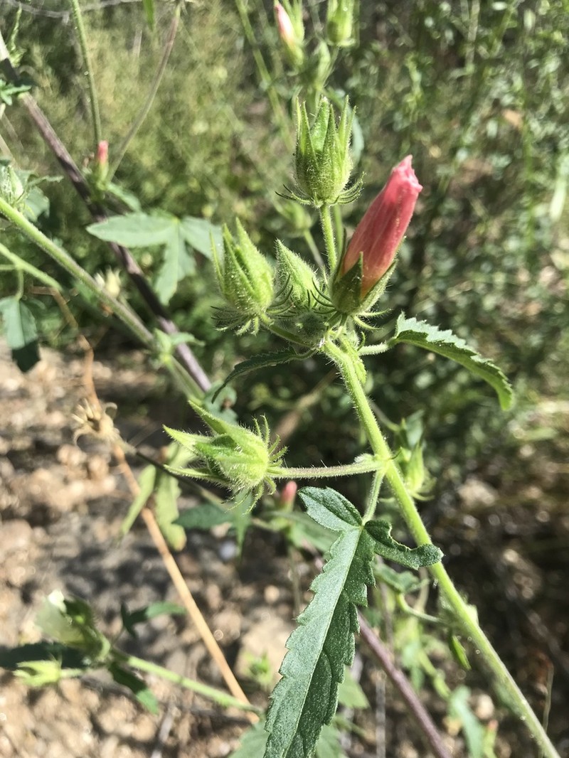 Hibiscus fleckii photo 6