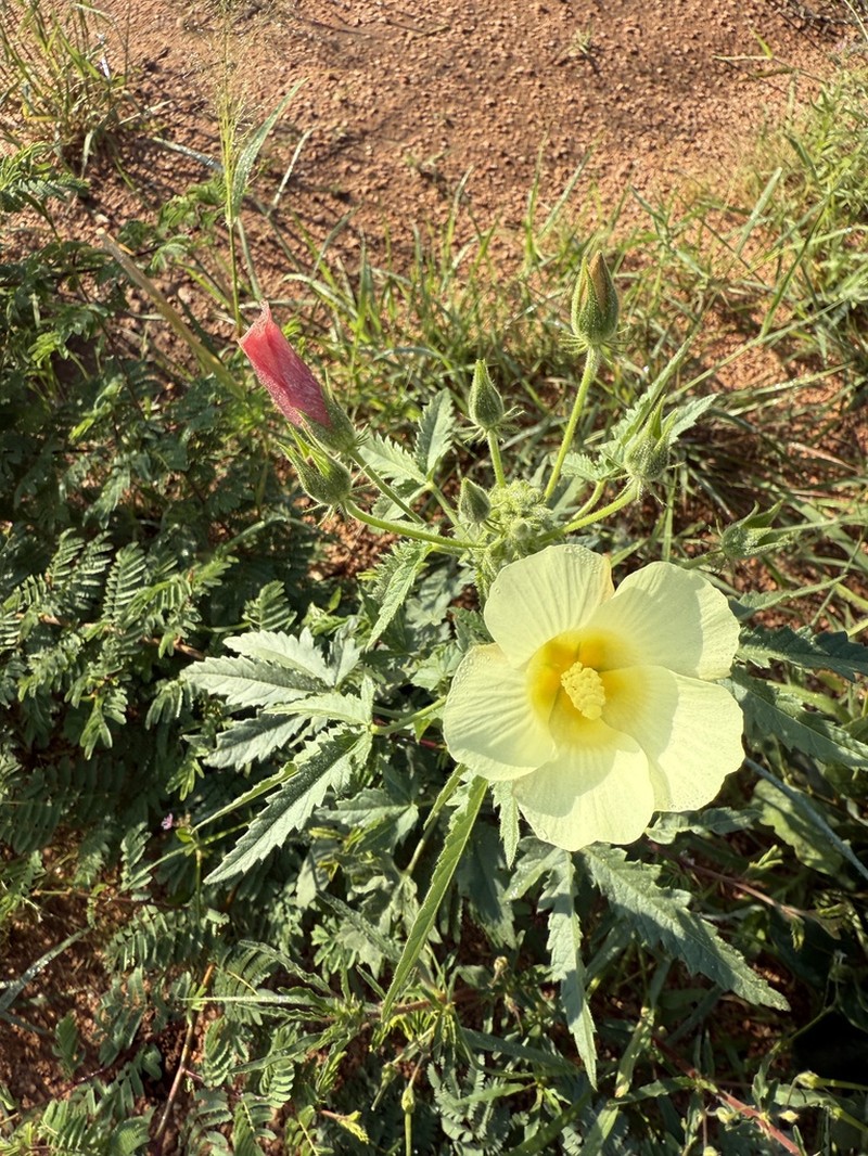 Hibiscus fleckii photo 8