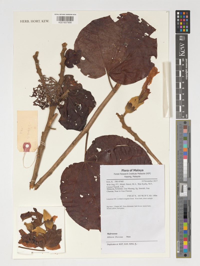 Hibiscus floccosus
